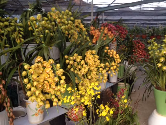 Nhiều chậu địa lan sa tô đang tỏa hương thơm ngào ngạt.