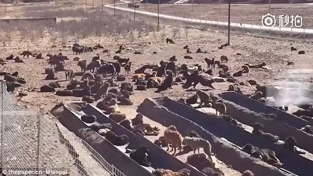 Cho ngao Tay Tang 30 ty thanh mon an trong noi lau: Dai gia khoc rong-Hinh-5