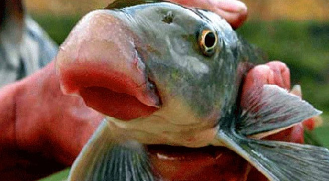 Cá anh vũ-loài cá huyền thoại, loài cá tiến vua sống ở những rạn đá ngầm, ăn rêu đá trên lưu vực sông Lô, sông Gâm thuộc địa bàn các tỉnh Tuyên Quang, Hà Giang, Phú Thọ. Ảnh: IT