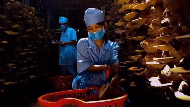 Thu hoạch nấm tại trang trại linh chi "khủng" của kỹ sư về vườn Nguyễn Văn Tuệ. Ảnh Trần Đáng.