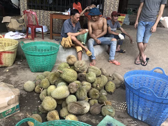 Hat sau rieng gia cao hon qua, nghi thuong lai gio tro