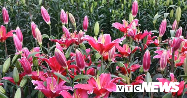 Hoa ly ở Hà Nội đang nở rộ nhưng giá rớt thê thảm. Ảnh: Tiểu Lâm.