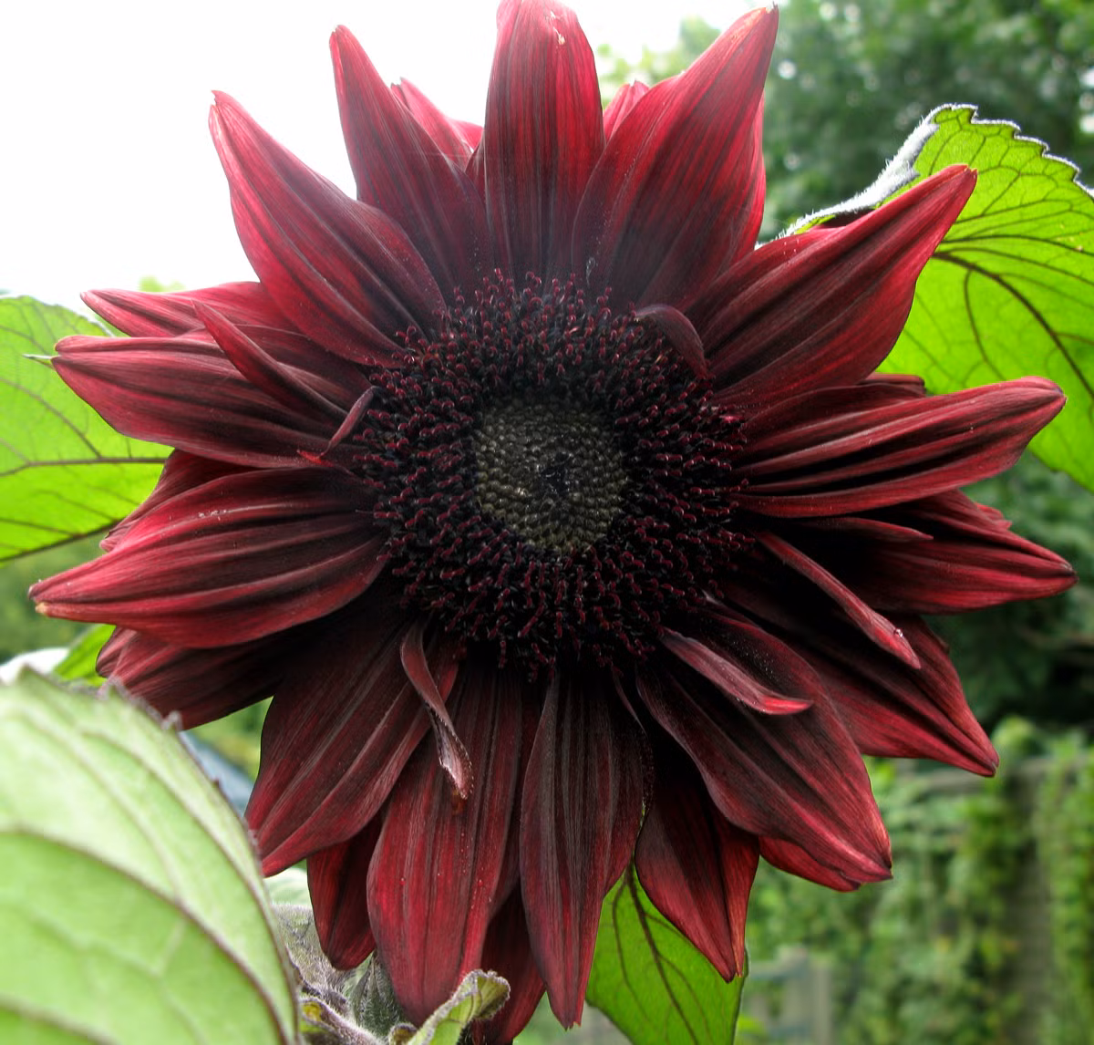 Bán vô số các loại hạt giống khác nhau trên đường Hoàng Hoa Thám, chị Hải Anh (Chủ một cửa hàng bán hạt giống) cho biết, hoa hướng dương đỏ là một mặt hàng không mới nhưng lạ, thời gian trước Tết đã có khá nhiều người hỏi mua loại hạt giống hướng dương đỏ rực "của lạ" ở cửa hàng chị nhưng gần đây số lượng người đến tìm mua nhiều hơn hẳn.