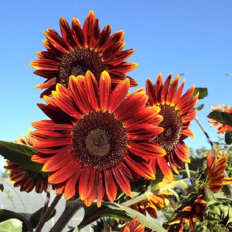 Hoa hướng dương còn có nhiều tên gọi khác ở các nước, song hay nhất có lẽ là "girasole" ở Ý, ghép bởi hai chữ "girare" là quay và "sol" là mặt trời. Đóa hoa này thực sự quay theo hướng mặt trời trong chuyến hành trình mỗi ngày từ Đông sang Tây.