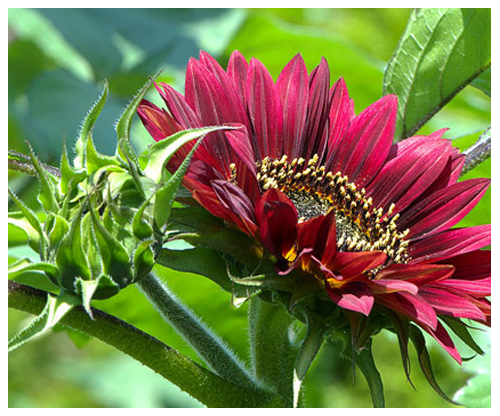 Trong khi đó, anh Vũ Quang Anh (Phạm Ngọc Thạch, Hà Nội) - một vị khách đi mua hạt giống cây đầu năm thì chia sẻ, "Bác Hồ thường nói mùa xuân là Tết trồng cây nên mình và bà xã sau một hồi bàn bạc đã đi mua vài loại hạt giống hoa về trồng. Được chị bán hàng tiếp thị loại hạt giống hoa hướng dương có màu đỏ rực - nghe tên khá lạ mà cũng hay nên mình quyết định mua về trồng thử xem sao hi vọng cây sẽ cho ra hoa đẹp như quảng cáo".