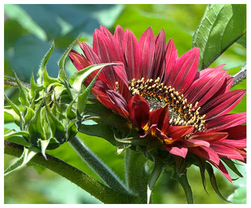 Trong khi đó, anh Vũ Quang Anh (Phạm Ngọc Thạch, Hà Nội) - một vị khách đi mua hạt giống cây đầu năm thì chia sẻ, "Bác Hồ thường nói mùa xuân là Tết trồng cây nên mình và bà xã sau một hồi bàn bạc đã đi mua vài loại hạt giống hoa về trồng. Được chị bán hàng tiếp thị loại hạt giống hoa hướng dương có màu đỏ rực - nghe tên khá lạ mà cũng hay nên mình quyết định mua về trồng thử xem sao hi vọng cây sẽ cho ra hoa đẹp như quảng cáo".