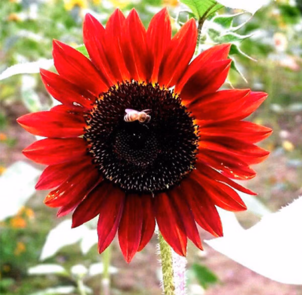 Sau khoảng 2.5 tháng cây sẽ đạt chiều cao 1,5m và cho ra những bông hoa màu đỏ đậm rất đẹp. Hoa sẽ hướng về phía mặt trời, kích cỡ hoa lớn (đường kính 12cm).