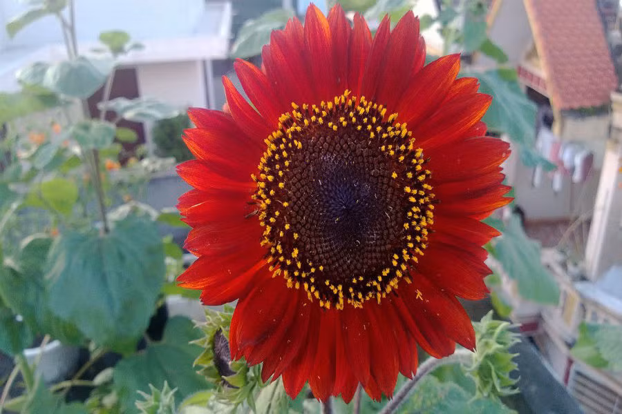 Loại hoa này khá dễ trồng và có màu sắc đẹp, bắt mắt nên được nhiều người tìm mua. Ngày nhiều nhất, cửa hàng chị Hải Anh bán được hai đến ba chục gói hạt giống của loài hoa hướng dương "của lạ" này.