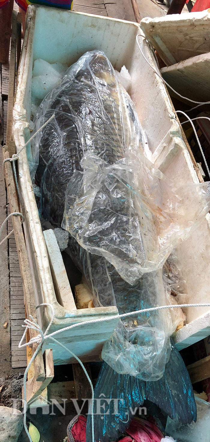 Sau khi đi quãng đường dài khoảng 150km, hiện con cá trắm đen khổng lồ nặng 65 kg này đã có mặt ở Hà Nội.
