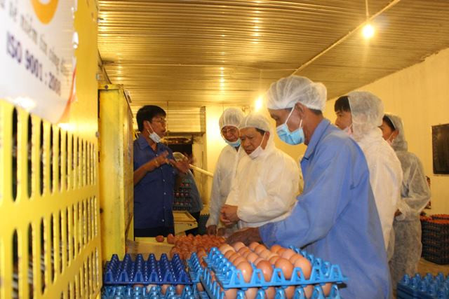 Giá trứng tăng cao, nhiều cơ sở khó thu mua được hàng để làm trứng muối, chuẩn bị cho mùa trung thu sắp tới.