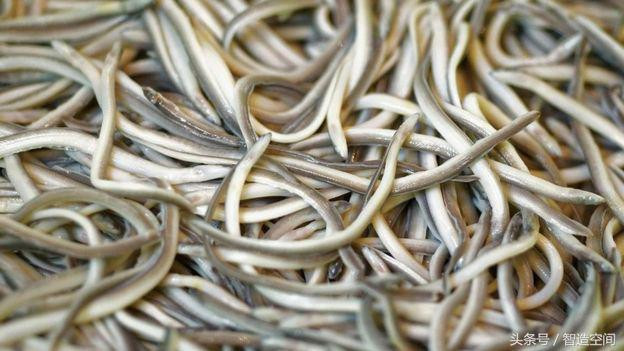 Chúng xấu xí, không màu, không mùi vị nhưng lại có giá cắt cổ 1.000 EUR.