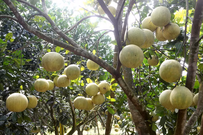 Ca lang "treo qua vang" luc liu, ai thay cung phat hon-Hinh-4