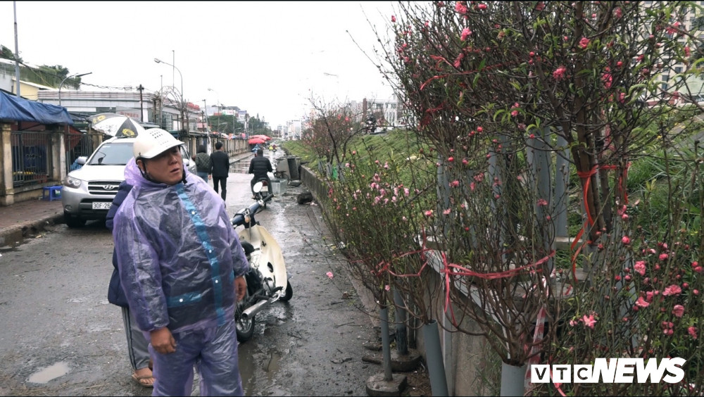 Mặc dù không to và đều hoa như chính vụ nhưng những lứa hoa đào đầu mùa như "nhắc khéo" nhiều người rằng Tết đã sắp về.