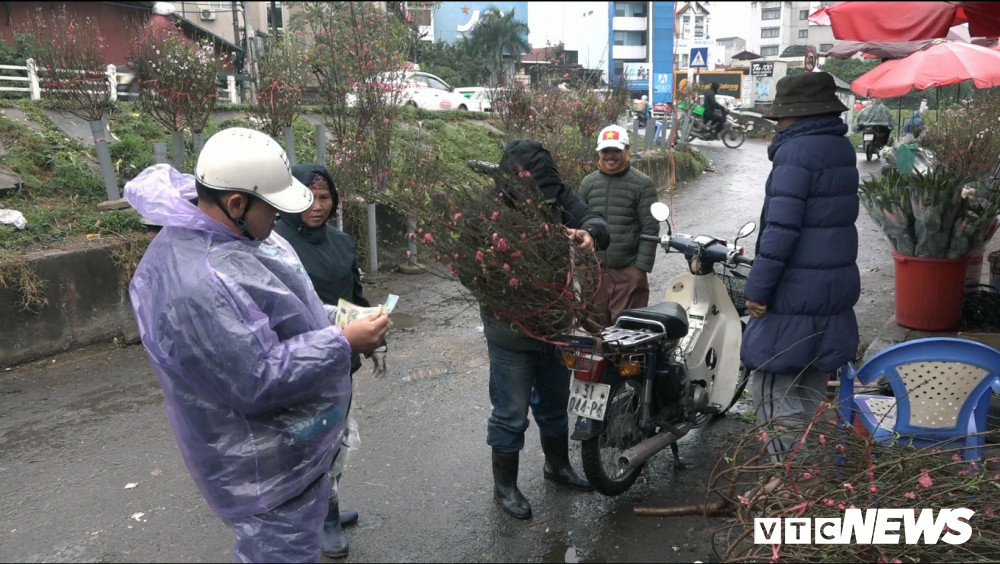 Lý giải về việc này, bà Đỗ Thị Công (trú tại Nhật Tân, quận Tây Hồ, TP Hà Nội) cho biết: "Thường nhà tôi sẽ trồng một số luống đào sớm hơn và cho nở hoa trước Tết để dễ bán hơn. Tuy nhiên do thời tiết nắng ấm kéo dài nên lứa đào trước vụ lại nở sớm hơn so với dự đoán. Khoảng 2 ngày nay tôi đã bắt đầu cắt đào ra chợ bán, họ thường mua về đi chùa hoặc chưng trước Tết.