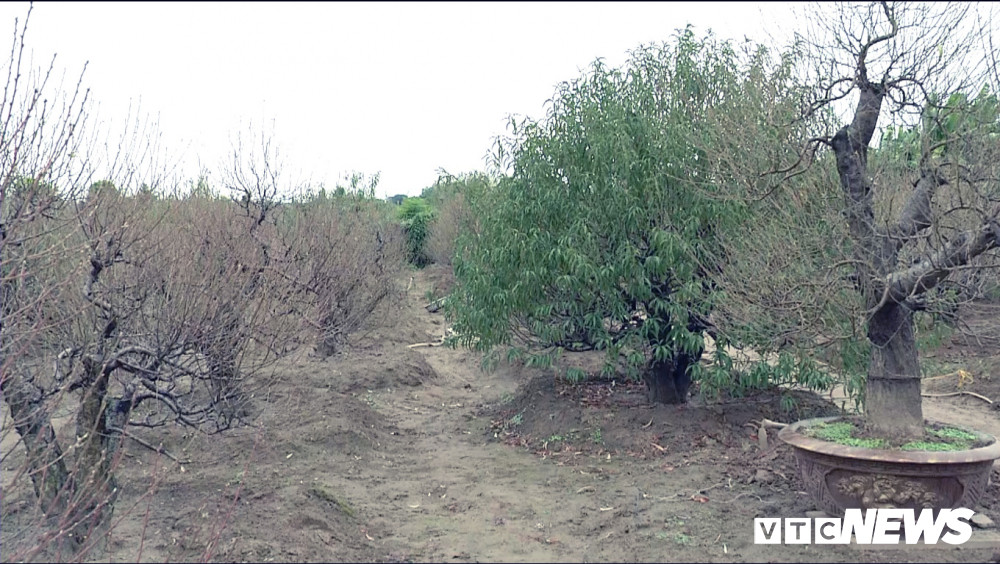 Theo ghi nhận của phóng viên, tại làng đào Nhật Tân, đa số vườn đào giờ vẫn đang trong quá trình tuốt lá và dùng những biện pháp để "hãm" cây nở hoa đúng Tết. Thế nhưng cũng đã có những vườn đào nở sớm.