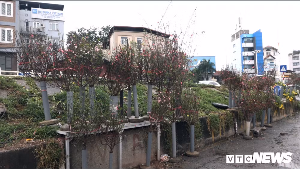 Dao Nhat Tan no som xuong pho, gia 1,2 trieu dong/canh-Hinh-7