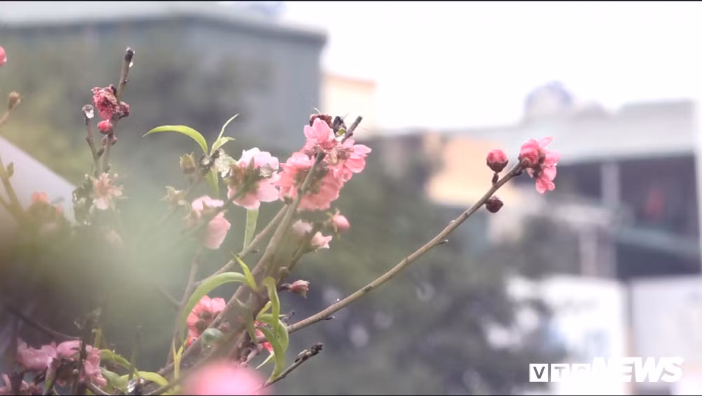 Dao Nhat Tan no som xuong pho, gia 1,2 trieu dong/canh-Hinh-2