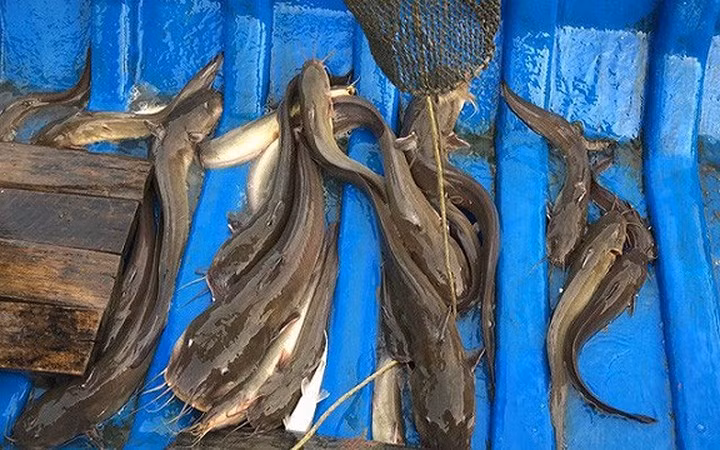 Thành quả trong chuyến giăng câu là hơn 13 kg cá ngát, thu về cả triệu đồng.