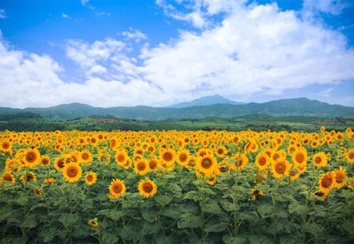 Ban linh tien phong it biet cua nu doanh nhan Thai Huong-Hinh-4