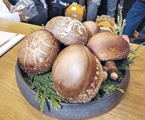 Cận cảnh loại nấm siêu đắt đỏ này