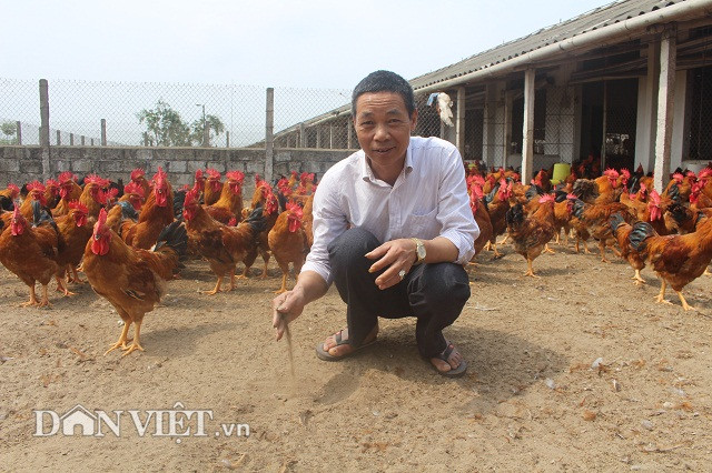 Ngoài mỗi chuồng nuôi có một sân chơi cho gà rộng khoảng 80 m2. Các sân này đều được bơm từ sông Luộc vào một lớp cát dày 30cm và cát được trộn lẫn với men vi sinh EM và vôi bột để xử lý nền chuồng.