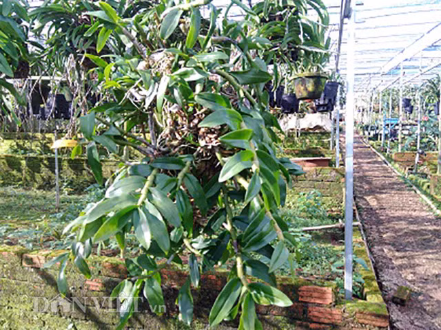 U60 dut tui tien ty/nam nho vuon lan rung doc, di-Hinh-5