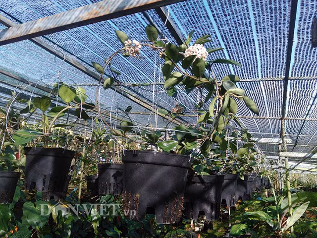 U60 dut tui tien ty/nam nho vuon lan rung doc, di-Hinh-8