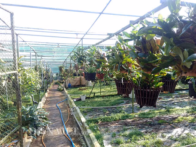 U60 dut tui tien ty/nam nho vuon lan rung doc, di-Hinh-9