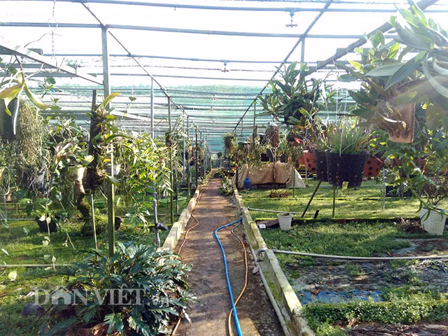 U60 dut tui tien ty/nam nho vuon lan rung doc, di