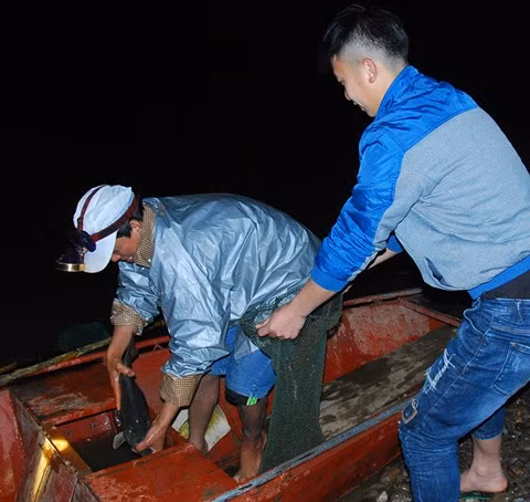 "Quý ngư" của sông Hồng.