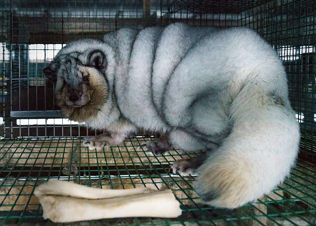 Một con cáo bạc béo quá mức bị nhốt trong lồng.