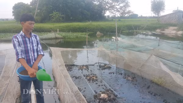 Anh Nguyễn Văn Thường đổ thức ăn cho đàn ếch và cá lóc đầu nhọn ăn tại trang trại của gia đình ở xã Yên Thắng, huyện Yên Mô (Ninh Bình).