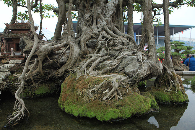Tôi nhớ thời điểm đó, 10 cây vàng mua được miếng đất Hà Nội và rất nhiều đồ dùng giá trị khác. Khi tôi mang cây về đến nhà, trong tháng đầu tiên, ngày nào nhà tôi cũng có rất đông người kéo đến. Thậm chí, mọi người còn nói vui, tiền nước chè, ăn uống tôi chiêu đãi lúc đó còn đắt ngang bằng tiền mua cây, ông Khoa kể.
