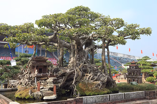 Theo chủ nhân của tác phẩm, cây sanh cổ này được xếp vào dạng “hiếm có, khó tìm” nhờ hình dáng độc đáo và bông tán đẹp mắt, cây có chiều cao 1m2, tán xòe rộng 3m và đường kính thân là 30cm.