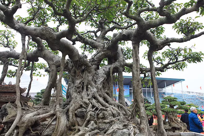 Thời điểm đó, cây sanh có tên gọi là “dáng làng” và được nhiều dân chơi sinh vật cảnh đánh giá cao bởi tạo hình độc đáo với dáng thế đẹp mắt. Sau này, ông Khoa đổi lại thành sanh “Hồn Việt”.
