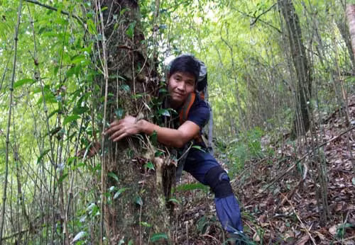 Cây chè shan thân tuyết to bằng cả người ôm. X.T.