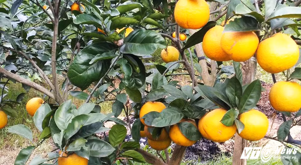 Cam Xã Đoài được trồng duy nhất tại vùng đất Nghi Lộc (Nghệ An) được ví là cam dành cho "nhà giàu" bởi sự đắt đỏ, chỉ bán tính tiền theo quả.