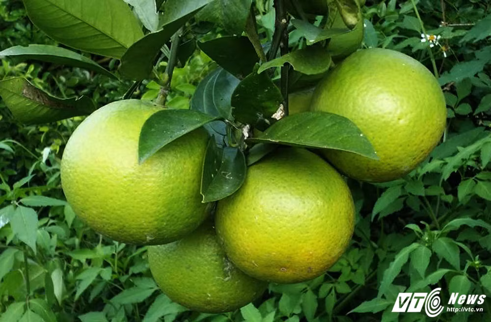 Hầu hết cam đã được các thương lái đến tận vườn đặt cọc mua cả cây từ khi quả còn non xanh.