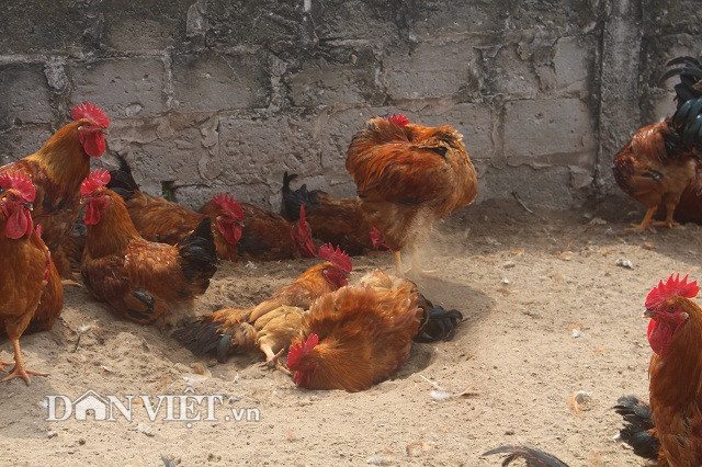 Không những thế, gà có đặc điểm rất thích tắm cát. Cát là sân chơi cho gà kiếm ăn và vận động, sẽ làm cho cơ bắp của gà rắn lại, thịt chắc như gà thả vườn.