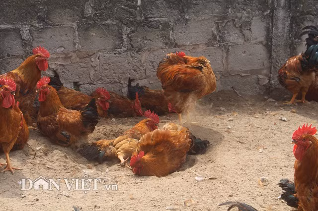 Không những thế, gà có đặc điểm rất thích tắm cát. Cát là sân chơi cho gà kiếm ăn và vận động, sẽ làm cho cơ bắp của gà rắn lại, thịt chắc như gà thả vườn.