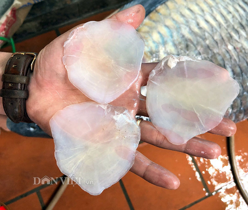 Vảy của cá trắm đen cũng có kích thước "khủng". Ba chiếc vảy nằm trên tay một người đàn ông.