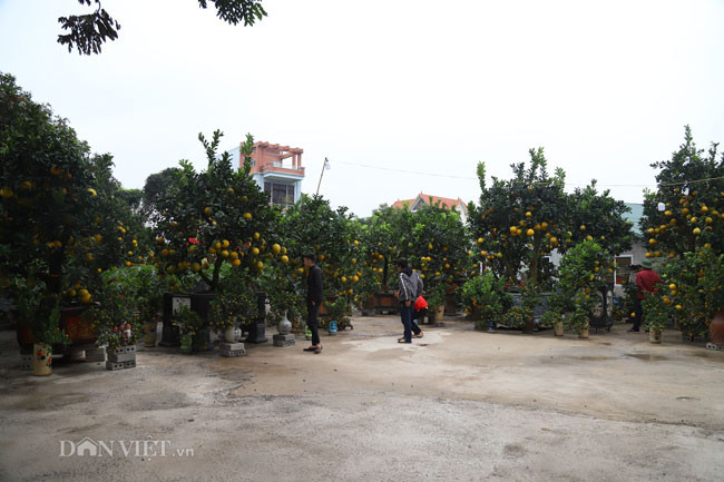 Ngoài ra, trên thị trường còn nhiều loại cây cảnh chơi Tết khác như bưởi cổ thụ, trâu cõng quất... có giá khá "chát" nhưng vẫn được nhiều khách Hà Nội tìm mua.