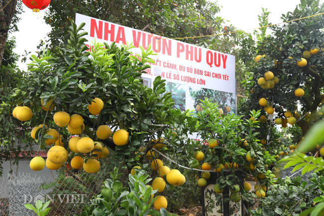 Ngoài ra, do được ghép từ giống bưởi Diễn nên bưởi cảnh mini có mùi thơm khá dễ chịu. 