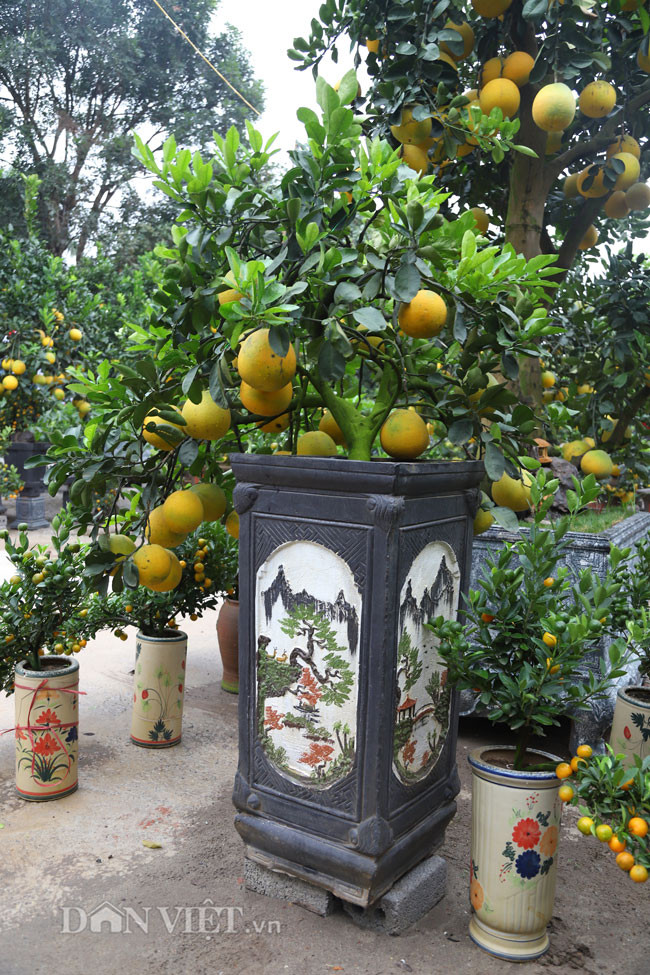 Theo một nhà vườn, cây bưởi cảnh mới được chuyển đến Thủ đô từ trước Tết dương lịch để phục vụ cho nhu cầu sắm cây cảnh Tết của người dân. 