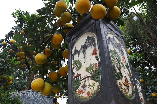 Những chậu bưởi cảnh mini vàng óng nhanh chóng thu hút sự chú ý của người đi đường. 