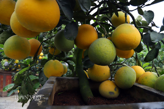 Mỗi gốc bưởi mini thường có 30-50 quả. Bưởi cảnh mini có dáng sang trọng, mang ý nghĩa sum vầy. 
