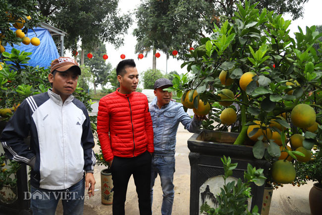 Hiện tại, nhiều người dân Thủ đô đã xuống phố hoặc về các nhà vườn để chọn bưởi cảnh chơi Tết. 
