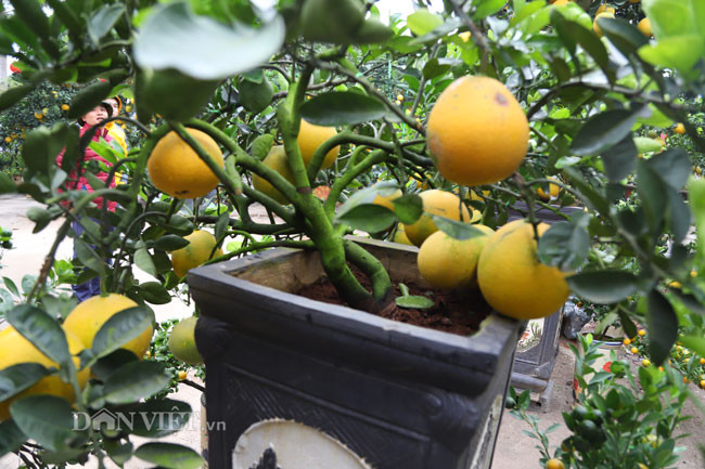 Cầu kỳ trong khâu chăm sóc, vì thế, bưởi cảnh mini cũng có giá bán không hề "mềm", thậm chí được mệnh danh là bưởi cảnh dành cho đại gia. Mỗi chậu bưởi cảnh mini dao động từ 3-20 triệu đồng, thậm chí có những cây bưởi bonsai cổ thụ giá ên đến 80 triệu đồng. 