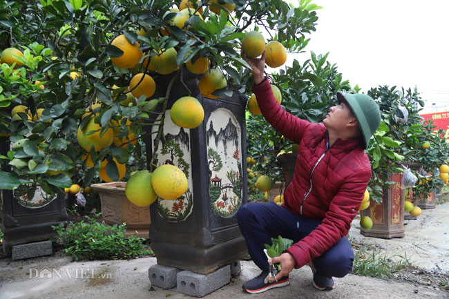 So với những loại cây cảnh chơi Tết khác được bày bán trên đường phố Hà Nội, các chậu bưởi cảnh mini nổi bật nhờ dáng cây uốn lượn đẹp mắt, quả sai trĩu cành và nhỏ gọn, có thể để trong nhà mà không chiếm quá nhiều diện tích không gian. 