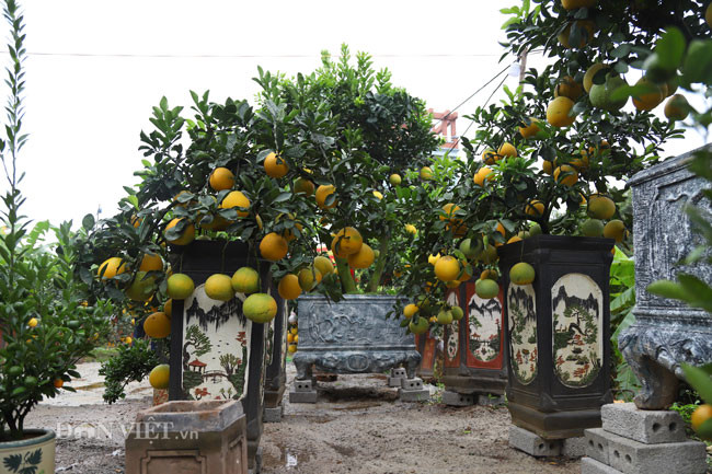 Theo anh Hoàng Đình Chính (chủ vườn bưởi cảnh trên đường 379 Ecopark - Hà Nội): "Giá bán bưởi phụ thuộc vào nhiều yếu tố như tuổi đời của cây, dáng và thế cây độc lạ, gốc bưởi sù sì hay không. Ngoài ra, số lượng quả bưởi trên cây cũng là yếu tố quyết định mức giá bưởi cảnh cao hay thấp". 